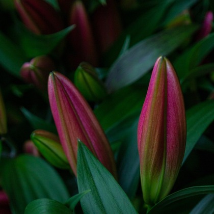 Pink Oriental Lily Premium Grade