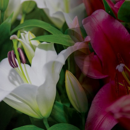 White & Pink Oriental Lily Premium Grade