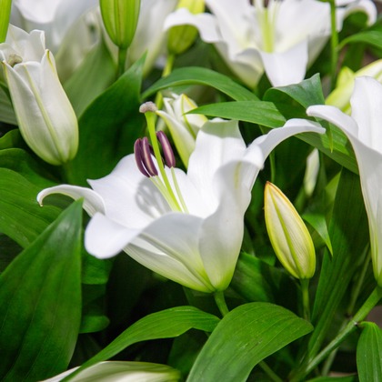 Small White Oriental Lily