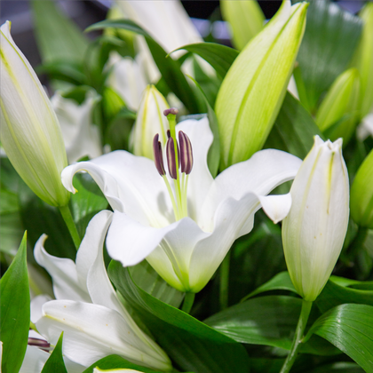 White Oriental Lily Premium Grade